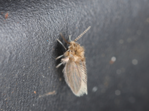 close up of drain fly 