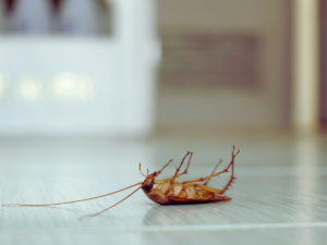 Dead sewer roach on floor of homeowners bathroom shows importance of getting eliminating sewer roaches