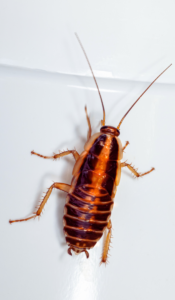 Close up sewer roach 